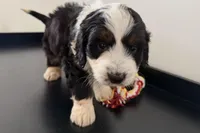 Wags, a male Miniature Bernedoodle for sale in Shipshewana, IN – Photo 9 of 10