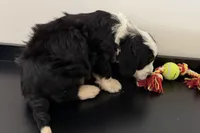 Wags, a male Miniature Bernedoodle for sale in Shipshewana, IN – Photo 5 of 10