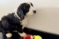 Wags, a male Miniature Bernedoodle for sale in Shipshewana, IN – Photo 10 of 10