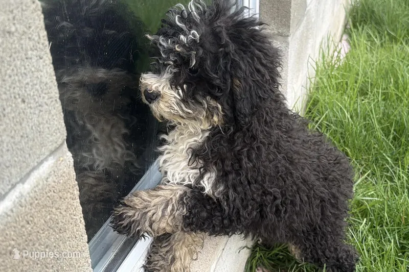 Wags – Miniature Bernedoodle puppy for sale in Shipshewana, IN