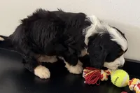 Wags, a male Miniature Bernedoodle for sale in Shipshewana, IN – Photo 7 of 10