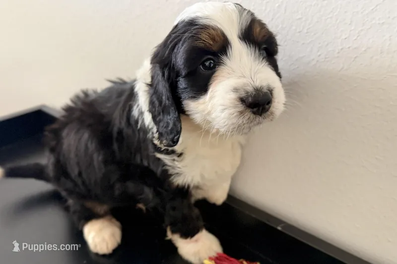 Wags – Miniature Bernedoodle puppy for sale in Shipshewana, IN