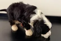 Wags, a male Miniature Bernedoodle for sale in Shipshewana, IN – Photo 8 of 10