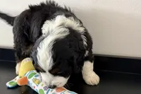 Wags, a male Miniature Bernedoodle for sale in Shipshewana, IN – Photo 3 of 10