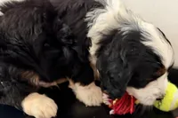 Wags, a male Miniature Bernedoodle for sale in Shipshewana, IN – Photo 6 of 10