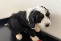 Wags, a male Miniature Bernedoodle for sale in Shipshewana, IN – Photo 2 of 10