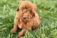 Waverly, a female Miniature Goldendoodle for sale in Shipshewana, IN – 1 of 10