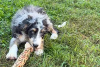 Yeller, a male Miniature Bernedoodle for sale in Shipshewana, IN – 5 of 10