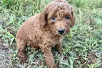Chip, a male Poodle - Toy  for sale in Shipshewana, IN – 7 of 10