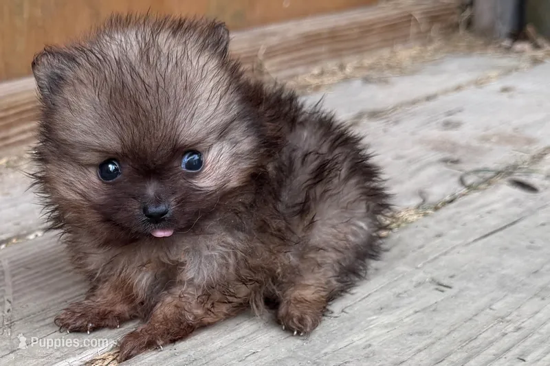 Tony – Pomeranian puppy for sale in Shipshewana, IN