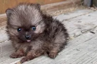 Tony, a male Pomeranian for sale in Shipshewana, IN – 1 of 7