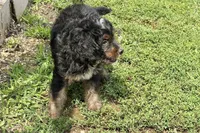 Orbit, a male Miniature Bernedoodle for sale in Shipshewana, IN – 4 of 8