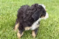 Oreo, a male Bernedoodle for sale in Shipshewana, IN – 9 of 10