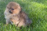 Toby, a male Pomeranian for sale in Shipshewana, IN – 8 of 10