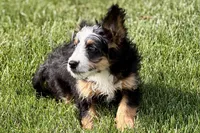 Oaklynn, a female Bernedoodle for sale in Shipshewana, IN – 7 of 9