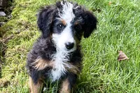 Ocean, a female Bernedoodle for sale in Shipshewana, IN – 3 of 9