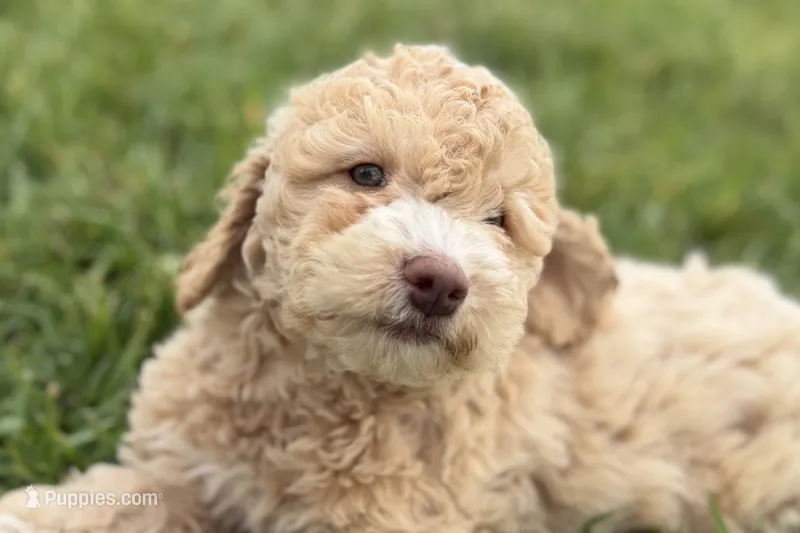 Yonder – Goldendoodle puppy for sale in Shipshewana, IN