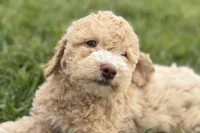 Yonder, a male Goldendoodle for sale in Shipshewana, IN – 1 of 10