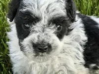 Patch , a male Poodle - Miniature  for sale in Shipshewana, IN – 9 of 10