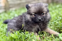 Waffles, a male Pomeranian for sale in Shipshewana, IN – 4 of 9