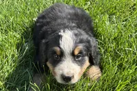 Ham, a male Bernese Mountain Dog for sale in Shipshewana, IN – 7 of 7