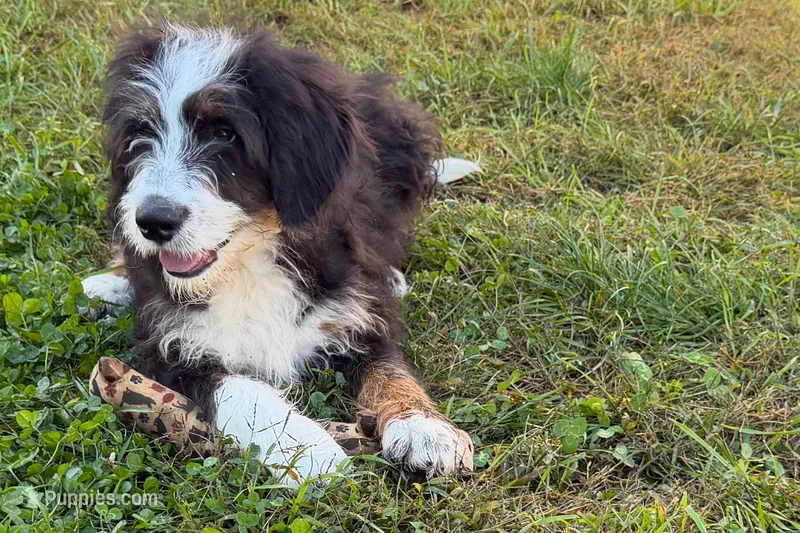 York – Miniature Bernedoodle puppy for sale in Shipshewana, IN