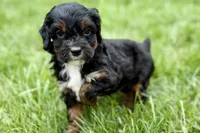 Omar, a male Bernedoodle for sale in Shipshewana, IN – 1 of 10