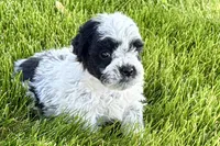 Patch , a male Poodle - Miniature  for sale in Shipshewana, IN – 3 of 10