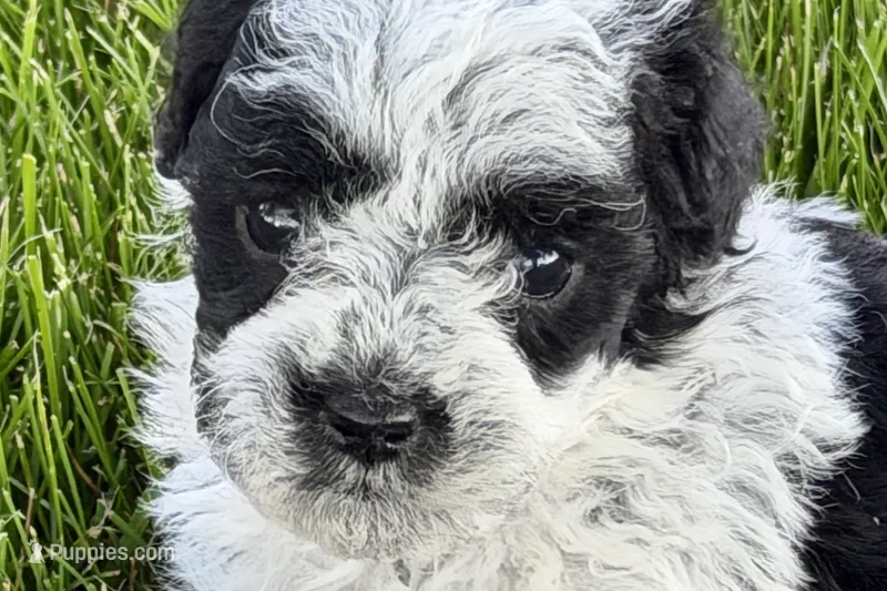 Patch  – Poodle - Miniature  puppy for sale in Shipshewana, IN