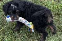 Orbit, a male Miniature Bernedoodle for sale in Shipshewana, IN – 10 of 10