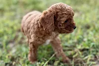 Benny, a male Poodle - Toy  for sale in Shipshewana, IN – 8 of 10