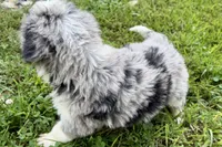 Yogi, a male Bernese Mountain Dog and Miniature Bernedoodle for sale in Shipshewana, IN – 7 of 10