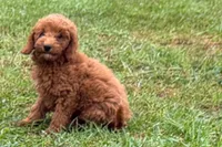 Chip, a male Poodle - Toy  for sale in Shipshewana, IN – 3 of 9