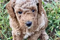 Comet , a male Poodle - Toy  for sale in Shipshewana, IN – 6 of 8