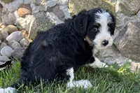 Julia, a female Bernedoodle for sale in Shipshewana, IN – 4 of 8
