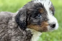 Yale , a male Bernese Mountain Dog and Miniature Bernedoodle for sale in Shipshewana, IN – 6 of 9