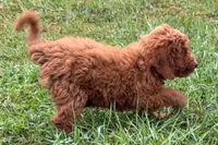 Chip, a male Poodle - Toy  for sale in Shipshewana, IN – 6 of 9