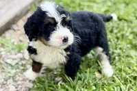 Yvette, a female Bernese Mountain Dog and Miniature Bernedoodle for sale in Shipshewana, IN – 5 of 8