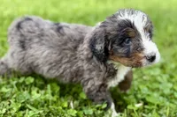 Yale , a male Bernese Mountain Dog and Miniature Bernedoodle for sale in Shipshewana, IN – 8 of 9