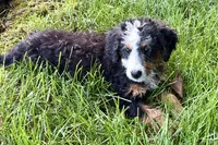 Ocean, a female Bernedoodle for sale in Shipshewana, IN – 4 of 9