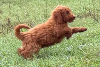 Chip, a male Poodle - Toy  for sale in Shipshewana, IN – 7 of 9