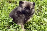 Waffles, a male Pomeranian for sale in Shipshewana, IN – 5 of 9