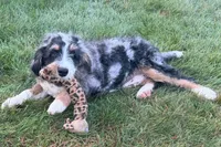 Yeller, a male Miniature Bernedoodle for sale in Shipshewana, IN – 7 of 10