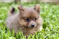 Whimsy, a female Pomeranian for sale in Shipshewana, IN – 4 of 10