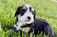 Otis , a male Bernedoodle for sale in Shipshewana, IN – 8 of 9