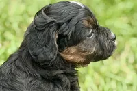 Ordin, a male Bernedoodle for sale in Shipshewana, IN – 5 of 9
