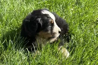 Ham, a male Bernese Mountain Dog for sale in Shipshewana, IN – 2 of 7