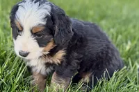 Opal, a female Bernedoodle for sale in Shipshewana, IN – 5 of 9