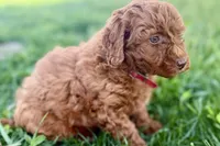 Winter, a female Miniature Goldendoodle for sale in Shipshewana, IN – 9 of 9