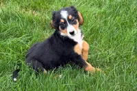 Jen, a female Bernedoodle for sale in Shipshewana, IN – 5 of 9
